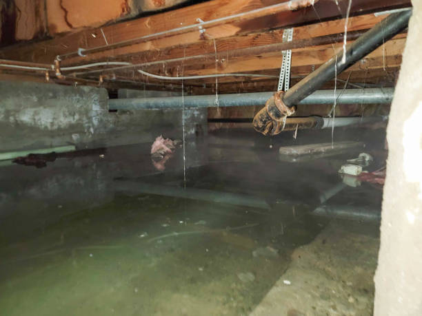 Best Water damage mitigation services  in Graniteville, SC