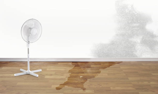 Best Water damage contractors near me  in Graniteville, SC